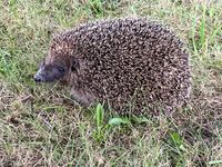 Lukas der Igel