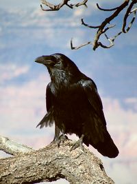 Raven_Aaron_CC_BY_2.0_Wikimedia_Commons