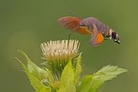 Taubenschw&auml;nzchen_hawk-moth-889807